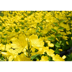 황금낮달맞이꽃 모종(7포트) 약용 식용식물 꽃차 천지가야생화