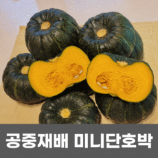 홍천미니단호박