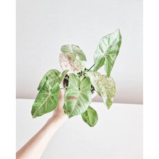 싱고니움밀크컨페티