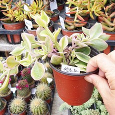 썬로즈
