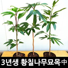 [노지황칠묘목] 3년생 황칠나무 묘목(중사이즈)-3주세트