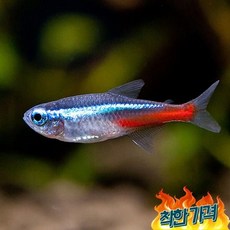 네온테트라 TOP01