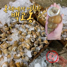 백고동 백골벵이 동해 자연산 산지직송 백고동, 4개