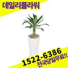 승진화분울산미세먼지 TOP01