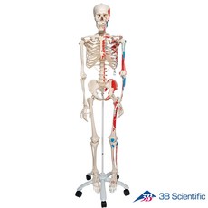 3B Scientific 인체모형 근육체색 전신골격모형 A11 골반스탠드, 상세페이지 참조