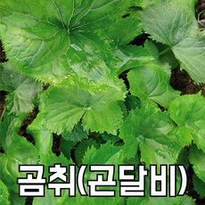 양구곰취