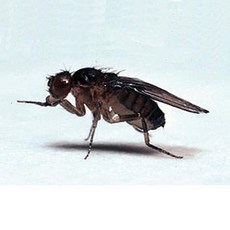 돌연변이
