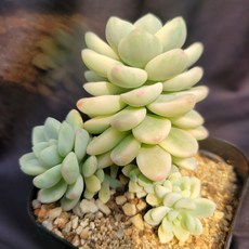 라울금