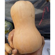 촉촉한 식감에 깊은 단맛 산지직송 국내산 버터호박 호리병호박 땅콩호박, 1박스, 1.5kg