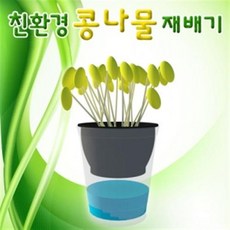 김구원콩나물키우기