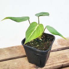 필로덴드론글로리오섬