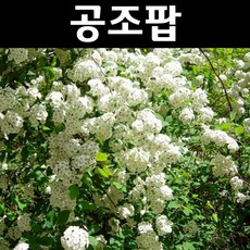 공조팝나무