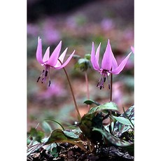 9월의꽃꽂이꽃종류