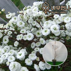 공조팝나무