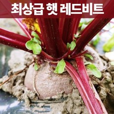 콜라비제철