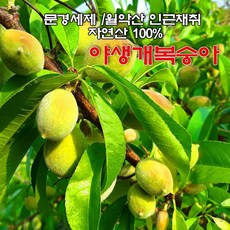 [마지막물량] 야생 개복숭아/돌복숭아 10kg 5kg 3kg / 순 자연산 (100% 토종) / 당일채취/발송, 야생 개복숭아 10kg, 1개