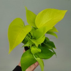 형광스킨답서스