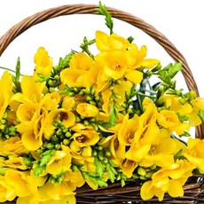 도손딥디크타입프래그런스오일1l