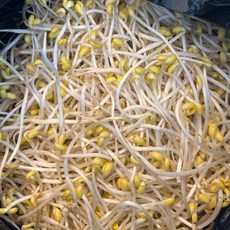 아삭한 식감과 깔끔한 담백함 콩나물, 1박스, 2kg