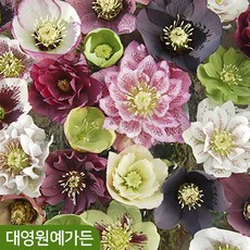 크리스마스로즈 10cm포트 35종 택1 헬레보루스 겨울꽃, 28. 더블 블랙, 1개