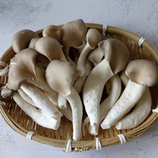 경남 의령 새송이버섯 당일수확 손질 새송이 느타리버섯, 1개, 느타리버섯 특품 2kg