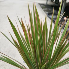 레인보우마지나타