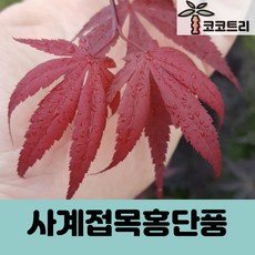 사계접목홍단풍 묘목 - 홍단풍 사계단풍 조경수, 사계접목 홍단풍(블러드굿) 키 80~100CM