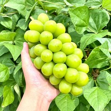 영천샤인머스켓