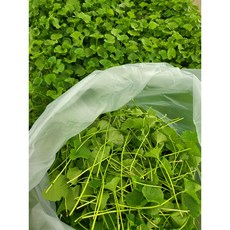 병풀/rau ma 500g/아시아 농장 송소희, 1개