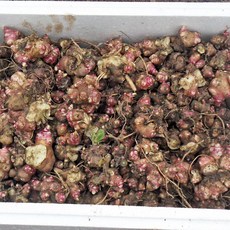 국내산 야콘관아 뇌두 씨앗 종자 25년 모종, 1개, 1kg