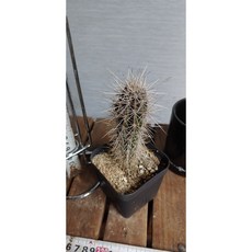 무륜주