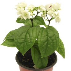 덴드롱(클레로덴드롬)-덩굴성열대식물/반양지관엽, 1개