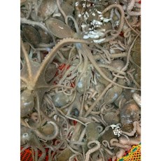 목포세발낙지 산낙지 10마리, 1개