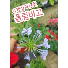 플럼바고꽃화분