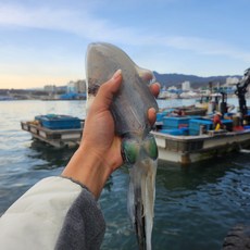 국내산 활 무늬오징어 1kg 3-5미 먹통오징어 회 통찜 천중어 생물 급냉 냉동, 1개