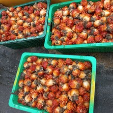 멍개 2kg 통영 제철 활멍게 우렁쉥이, 1개