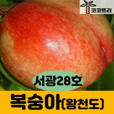 [코코트리] 복숭아 묘목, 1개, 서광28호(왕천도) 접목1년