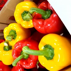 새벽들 파프리카 특품XL사이즈(1kg 3kg 5kg), 1box, 1kg혼합