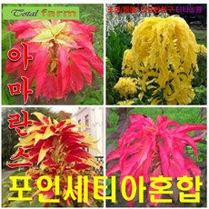 희귀꽃씨 삼색아마란스 포인세티아혼합 15립