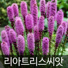 리아트리스
