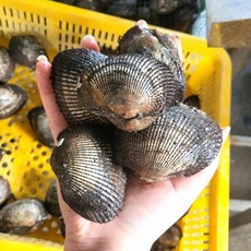 산지직송 남해 대왕피꼬막 조업 배송 특품, 1개, 9kg