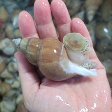 동해안 백골뱅이 활 백고동, 1세트, 1kg 특대(10~25미)