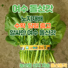 [돌산총각] 여수 돌산갓 생갓 노지재배, 돌산갓 2kg, 1개