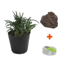 DIY 마이플랜츠 오석 애란, 단품