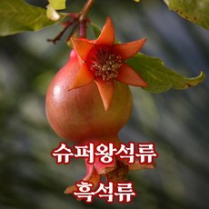 석류나무