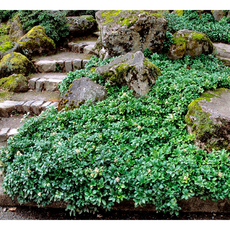 yula의자수화초처방전