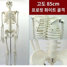 해부학 전신 인간 골격 의료 고급 교육 골격은 움직임, 85cm 높이의 흰색 스켈레톤 모델