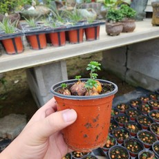 목사랑초