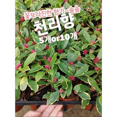 천리향