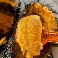 통영 자연산 생물 보라 성게알, 1세트, 100g